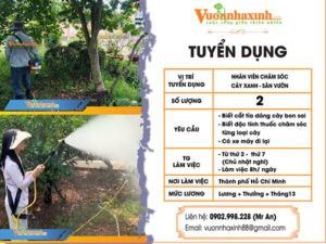 vuonnhaxinh tuyendung