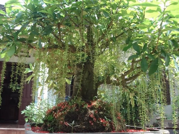 Cây lộc vừng