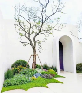 Cây sân vườn đẹp