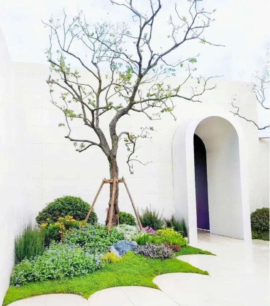 Cây sân vườn đẹp