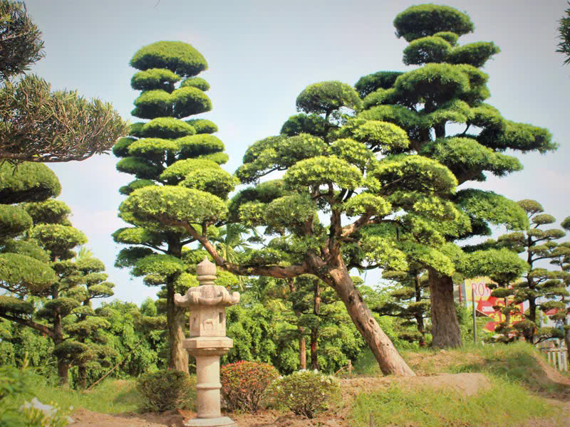 Cây tùng