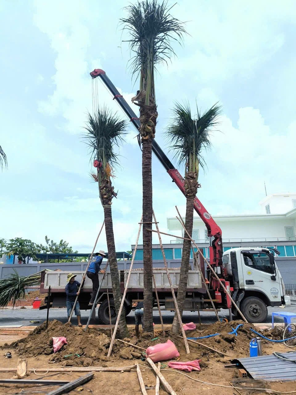 Cây bóng mát cho khu công nghiệp