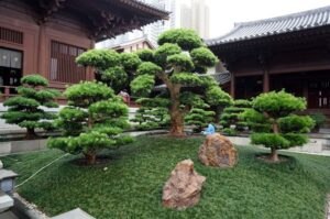 Chăm sóc sân vườn