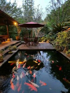 Hồ cá koi sân vườn