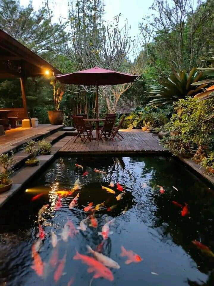 Hồ cá koi sân vườn