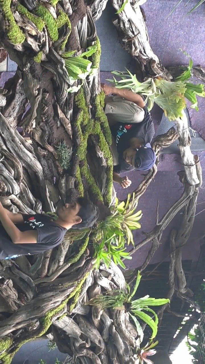 Vườn nhiệt đới ban công