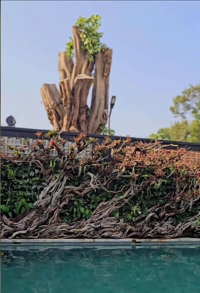 Vườn nhiệt đới hồ cá