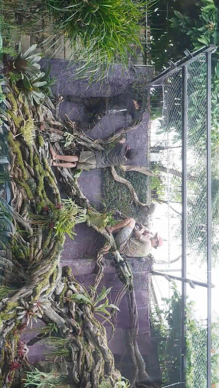 Vườn nhiệt đới sân vườn