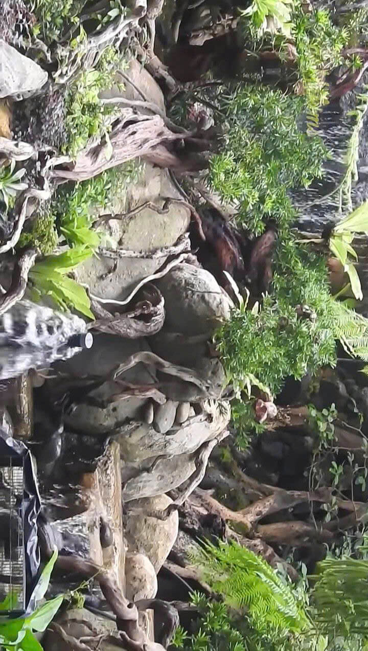 Vườn nhiệt đới thác nước